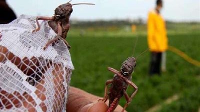 السعودية تدفع بـ 100 فرقة و50 سيارة لمكافحة الجراد