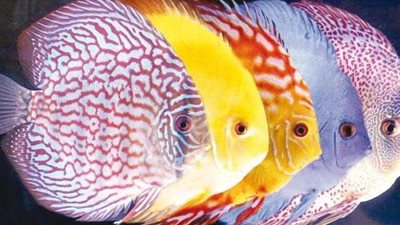 لقطات مذهلة لأسماك أعينها أنوار تضيء لها الطريق.. (فيديو)