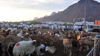 الإفتاء توضح.. هل يكون الهدي كافيًا عن الأضحية؟