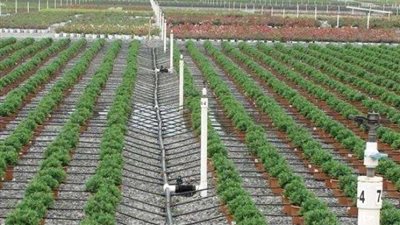 « تطوير الري الحقلي».. مشروع «ناجح» نظريّا «فاشل» واقعيّا.. «خبراء»: باب خلفي للفساد