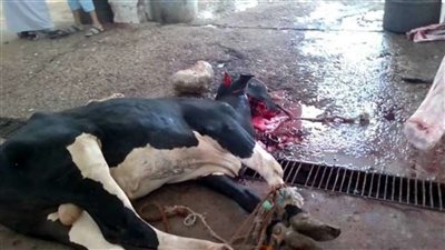 10 مجازر مجانية أمام مواطني الوادي الجديد خلال عيد الأضحى المبارك