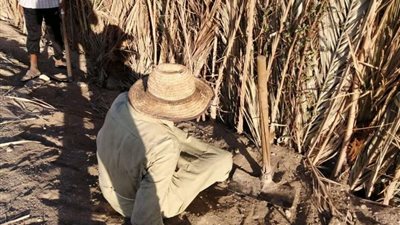 صانع السياج الجريدي بالوادي الجديد يحكى قصة كفاحه