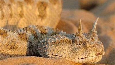 بعد ظهوره في التجمع الخامس.. كيف تحمي أسرتك من 