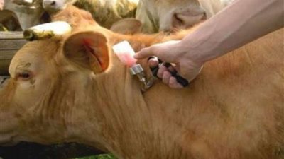 بيطري الوادي الجديد يواصل تحصين الثروة الحيوانية