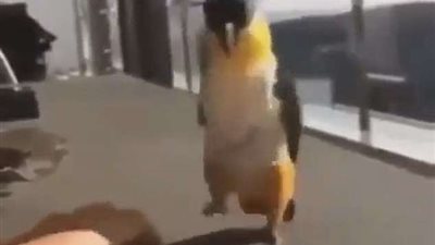 بسبب رقصة.. ببغاء يثير ضجة على مواقع التواصل الاجتماعي (فيديو)