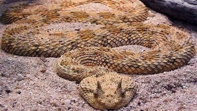 ثعبان الطريشة التجمع الخامس يشعل مواقع التواصل الاجتماعي