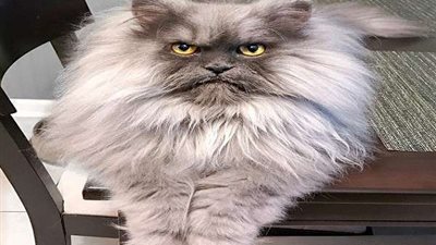 بسبب غضبه.. قط يثير الجدل على مواقع التواصل الاجتماعي (صور)