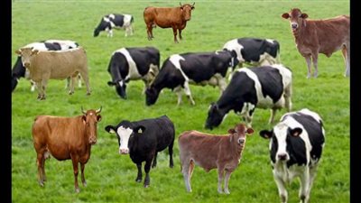 تحرير محاضر ضد الممتنعين عن تحصين الماشية في الوادي الجديد