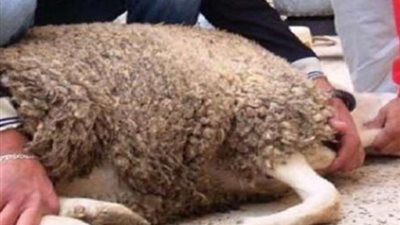 البحوث الإسلامية يوضح حكم ذبح الأضحية 