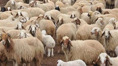 الأزهر يوضح حكم الشرع في ذبح أضحية تتغذى على القمامة