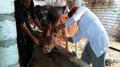 تحصين 240 ألف رأس ماشية في الشرقية