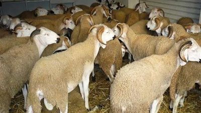 عيد الأضحى يوم الاثنين في دولتين فقط.. تعرف على التفاصيل