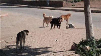 احذر.. سيدة تفقد أطرافها الأربعة بسبب 