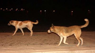 بعد حملات قتلها.. مبادرات اجتماعية لإيواء الكلاب.. وناشطة: تحدث اضطرابا بيئيا