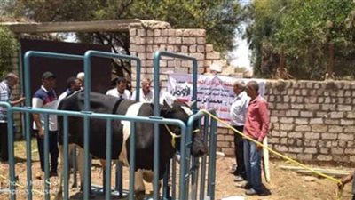 تدعيم الوادي الجديد بلحوم أضاحي وتجهيز عرائس  بقيمة 670 ألف جنيه