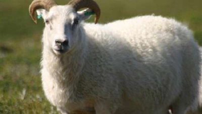 قبل شرائها.. تعرف على حكم ذبح 