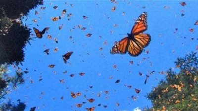 بعد 10 سنوات.. ملايين الفراشات الملونة تجتاح المملكة المتحدة