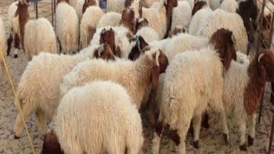 قبل عيد الأضحى.. روشتة طبية لمنع انتقال العدوى من الأضحية للإنسان