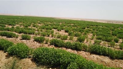 بالمستندات.. نكشف أسباب رفض تقنين أوضاع 2700 فدان زراعات مثمرة ببني سويف