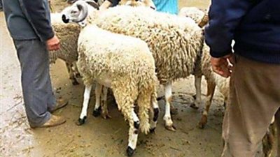 هل الذبح قبل العيد يعتبر أضحية؟.. الإفتاء تجيب