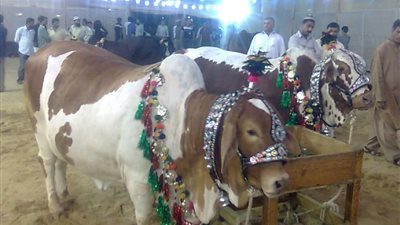 تكحيل الأضحية وتنظيم مسابقات بينهم.. أغرب احتفالات الشعوب بعيد الأضحى