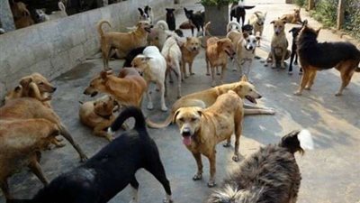 في اليوم العالمي للقطط.. خبراء يكشفون أفضل طريقة لحماية 