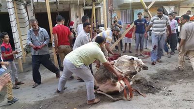 بعد توقيع غرامة.. برلمانيون: الذبح في الشارع ظاهرة يجب التصدي لها