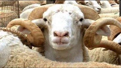 ما حكم إعطاء جزء من الأضحية لـ