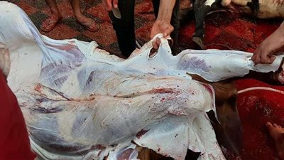 ذبح 3715 أضحية في المجازر على مستوى المحافظات خلال أول أيام العيد