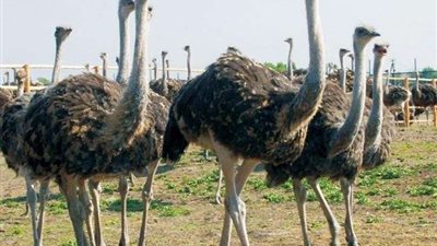 شاهد.. نعامة هاربة تتسبب في فوضى بشوارع الصين