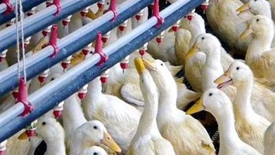 تفاصيل جديدة في واقعة تربية 