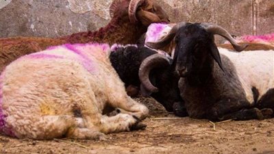 جمع 795 صك أضحية خلال أيام العيد بالشرقية