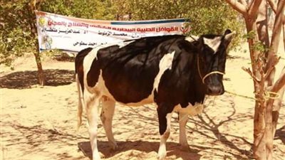 قوافل بيطرية للثروة الحيوانية بالوادي الجديد بمشاركة الطلاب