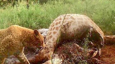 شاهد.. أغرب حيوان مفترس على وجه الأرض