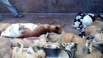 بعد عقر 21 أغلبهم أطفال.. إعدام 55 كلباً ضالاً بعزبة الوابور الجديدة بـ الفيوم