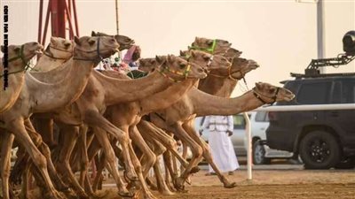 الهجن المصرية تحقق 3 مراكز متقدمة في أشواط سباق ولي العهد بالسعودية