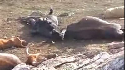 عاصفة رعدية تقتل قطيع أبقار بإسبانيا (فيديو)