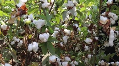 مراكز تجميع القطن بالفيوم وبني سويف تفتح أبوابها أمام المزارعين