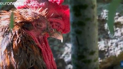 شاهد.. ديك يتسبب في أزمة ببلدة فرنسية والقضاء يصدر حكمه قريبا