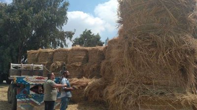 البيئة: جمع  1216 طن قش أرز والتفتيش على 121 منشأة صناعية