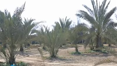 مصري يصمم أكبر معمل لإنتاج أنسجة النخيل باستثمارات 350 مليون جنيه