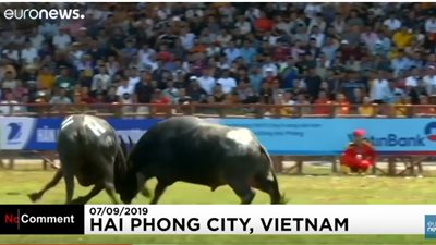 شاهد.. مهرجان مصارعة بين جواميس الماء في فيتنام