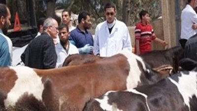 الزراعةاتنظم قوافل بيطرية علاجية إرشادية ببني سويف مجانًا
