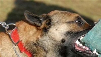 بالفيديو.. بلطجية يروعون 