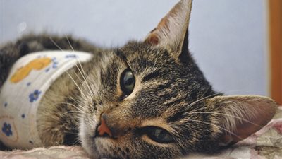 الإفتاء توضح حكم تعقيم الحيوانات