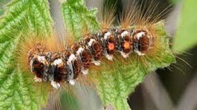 على جمعة: أكل 