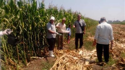 بعد شكاوى الأهالى.. تحصين قرى قويسنا من الأفاعي والحشرات الضارة