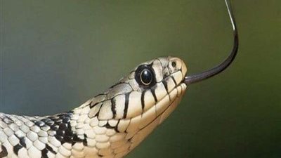 لسعة ثعبان تُنهي حياة فلاح بالدقهلية