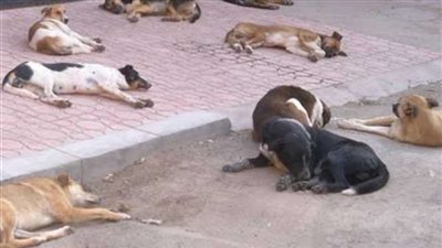 حملات مكثفة لمكافحة الكلاب الضالة والحد من انتشارها بأسيوط