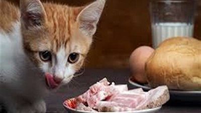 سم قاتل.. 7 أطعمة تتسبب في وفاة 